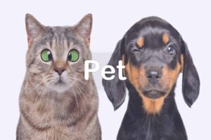 Pet Insurance Quote
